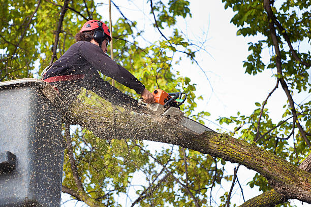 Best Tree Disease Treatment  in Mead Valley, CA